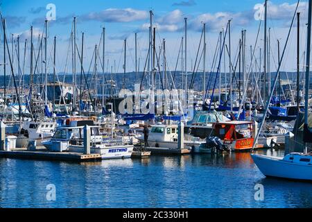 Molti alberi a Monterey Foto Stock