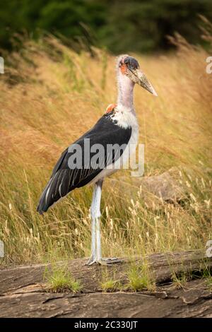 La cicogna Marabou si trova sulla macchina fotografica per occhi di roccia Foto Stock