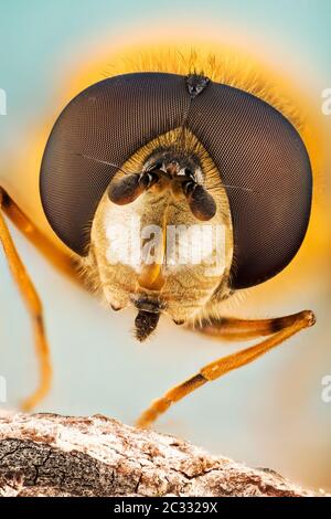 Macro Focus Stacking ritratto di Hoverfly Foto Stock