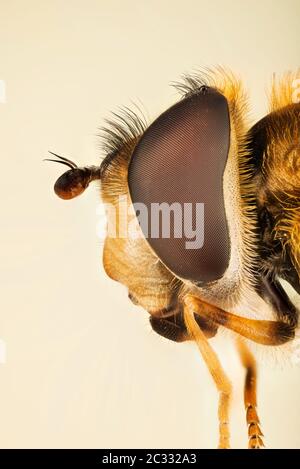 Macro Focus Stacking ritratto di Hoverfly Foto Stock