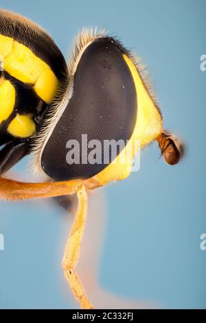 Macro Focus Stacking ritratto di Hoverfly Foto Stock