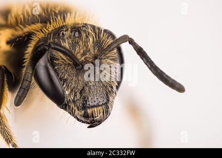 Macro Focus Stacking ritratto di Ivy Bee. Il suo nome latino è Colletes hederae. Foto Stock