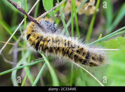 Primo piano di un caterpillar da un BlackBerry Spinner Foto Stock