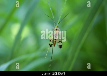 Macro di uno scorpione vola su una lama di erba Foto Stock