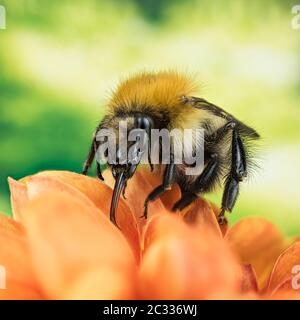 Macro Focus Stacking shot di campo cucù bumblebee. Il suo nome latino è Bombus campestris. Foto Stock