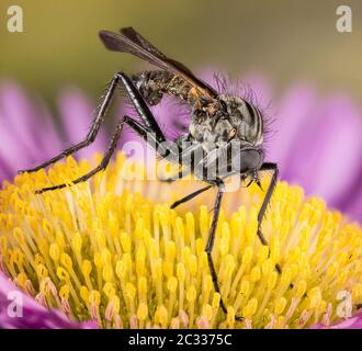 Macro Focus impilamento ritratto di Dance Fly. Il suo nome latino è Empoweris livida. Foto Stock