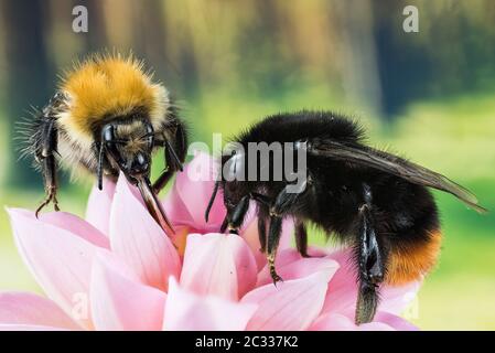 Macro Focus Stacking shot di Bumblebee dalla coda rossa che beve nettare su un fiore. Il suo nome latino è Bombus lapidaarius. Foto Stock