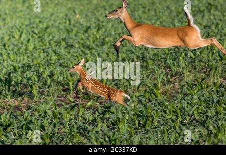 Madre Deer e baby correre e saltare attraverso campo erba fattoria in prima mattina Foto Stock