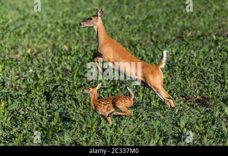 Madre Deer e baby correre e saltare attraverso campo erba fattoria in prima mattina Foto Stock