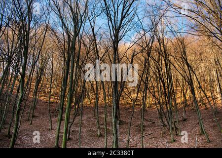 Bellissimo Cielo e nubi in un bosco con alberi senza foglie, sulla sommità di una collina, in una soleggiata giornata autunnale Foto Stock