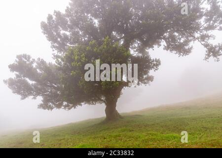 Alloro albero nella foresta nuvolosa, Fanal, di Madera Foto Stock