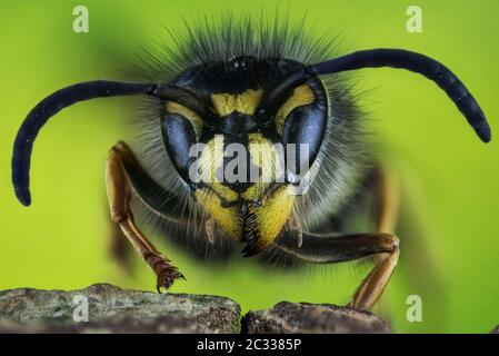 Macro Focus Stacking Ritratto di comune Wasp. Il suo nome latino è Vespula vulgaris. Foto Stock