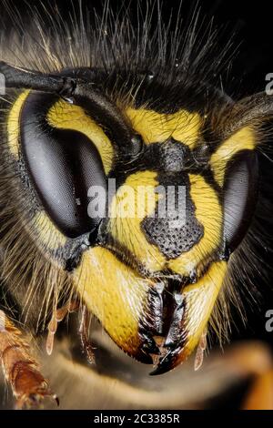 Macro Focus Stacking Ritratto di comune Wasp. Il suo nome latino è Vespula vulgaris. Foto Stock