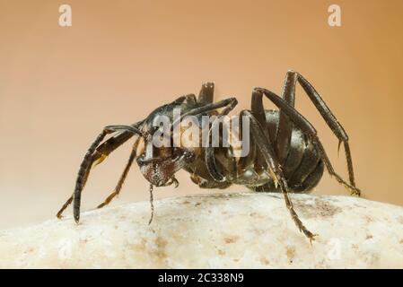 Messa a fuoco impilamento Ritratto di legno rosso ANT. Il suo nome latino è Formica rufa. Foto Stock