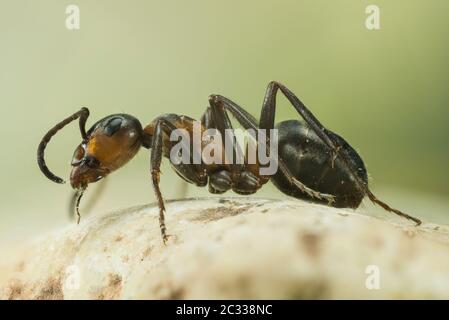 Messa a fuoco impilamento Ritratto di legno rosso ANT. Il suo nome latino è Formica rufa. Foto Stock