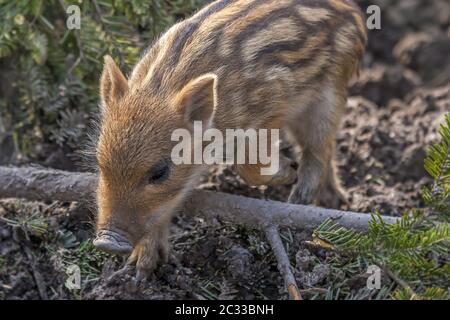 Maialino di cinghiale "Sus scrofa" Foto Stock