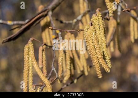 Albero di nocciola con un sacco di polline di nocciola giallo grande Foto Stock