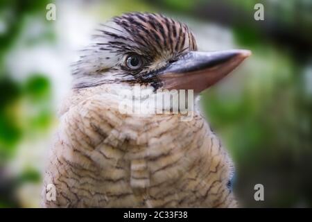 Immagine di un blu del nord-winged kookaburra con sfondo sfocato Foto Stock