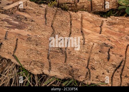 Molte scanalature di verme su un pezzo di legno di corteccia di albero Foto Stock