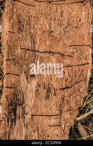 Molte scanalature di verme su un pezzo di legno di corteccia di albero Foto Stock