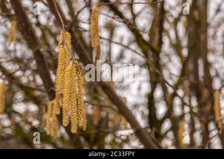 Albero di nocciola con un sacco di polline di nocciola giallo grande Foto Stock