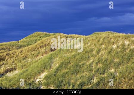 Dunescape alla prima luce del mattino sulla costa danese del Mare del Nord Foto Stock