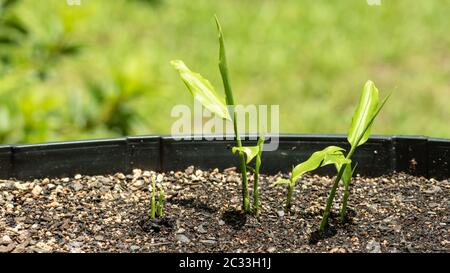 Germogliare lo zenzero in un contenitore di giardino coltivato in casa. Spezia popolare tra gli chef e conosciuta in tutto il mondo per i suoi numerosi benefici per la salute. Foto Stock