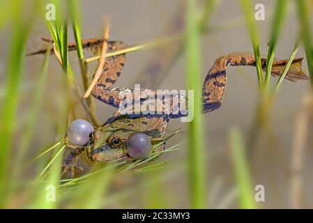 Rana da piscina 'Pelophylax lessonae; (Rana lessonae) Foto Stock