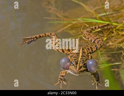 Rana di lago 'Pelophylax ridibundus' (Rana ridibunda) Foto Stock