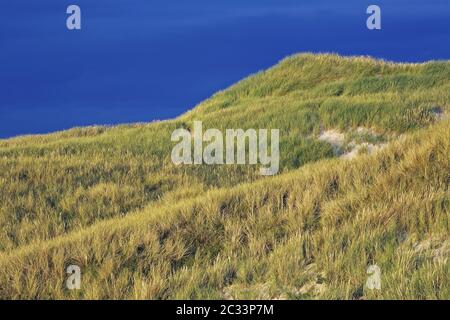 Dunescape alla prima luce del mattino sulla costa danese del Mare del Nord Foto Stock