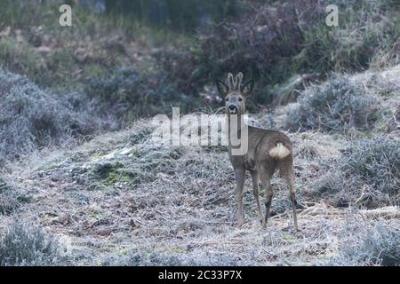 Roebuck con antlers ricoperti di velluto Foto Stock