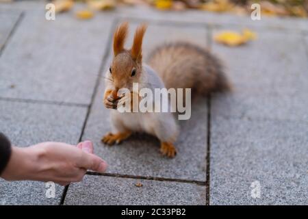 Scoiattolo con noci nel parco autunno foresta Mosca Russia Foto Stock