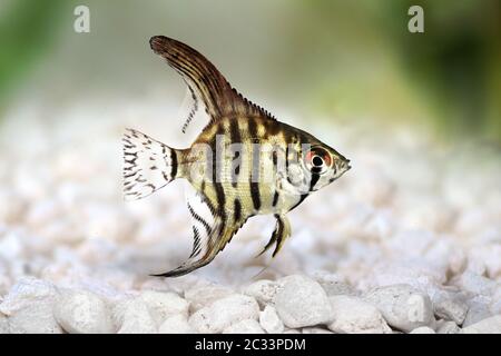 Tiger Marble Angelfish pterophyllum scalare pesci acquario Foto Stock