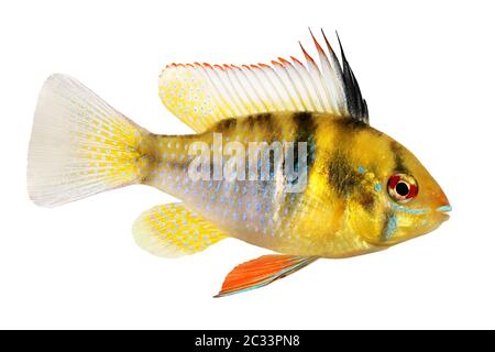 Tedesco RAM cichlid Mikrogeophagus ramirezi pesci acquario Foto Stock