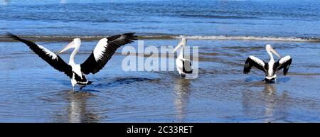 Tre pellicani che giocano in spiaggia. Foto Stock