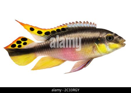 Pelvicachromis pulcher kribensis cichlid maschio Acquario pesce isolato su bianco Foto Stock