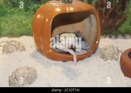 Un dolce piccola lucertola Eublepharis macularius, Leopard Gecko Foto Stock