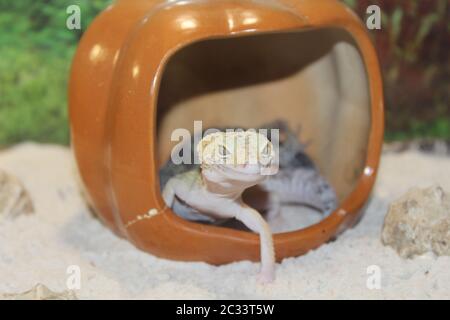 Un dolce piccola lucertola Eublepharis macularius, Leopard Gecko Foto Stock