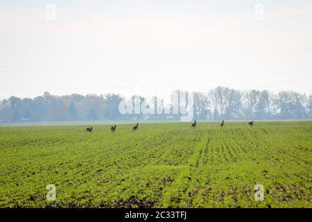 un campo già verde sprint in caduta sopra i vari cervi Foto Stock