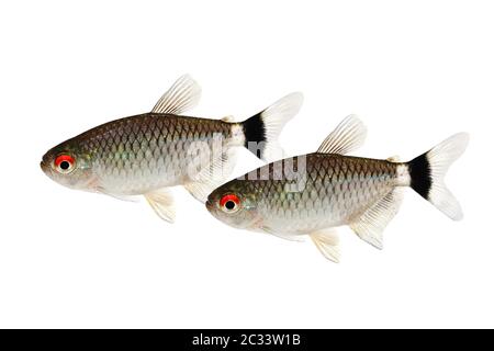 Sciame di tetra dell'occhio rosso Moenkhaussia sanctaefilomenae Monk Tetra pesci acquario Foto Stock