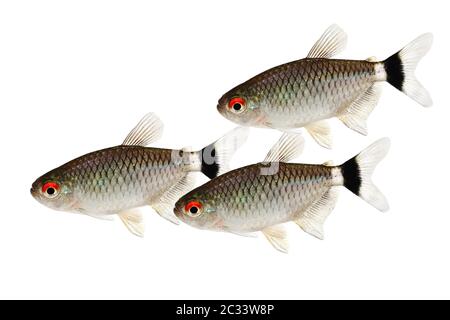 Sciame di tetra dell'occhio rosso Moenkhaussia sanctaefilomenae Monk Tetra pesci acquario Foto Stock