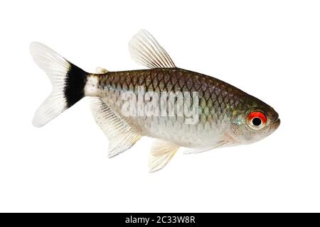 Sciame di tetra dell'occhio rosso Moenkhaussia sanctaefilomenae Monk Tetra pesci acquario Foto Stock
