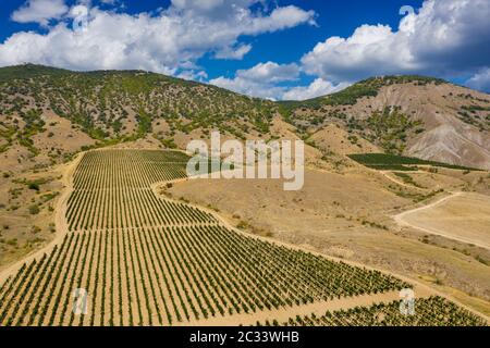 Veduta aerea del vigneto di montagna in Crimea Foto Stock
