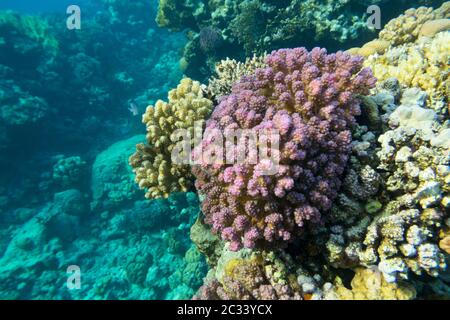 Colorata barriera corallina ai piedi del mare tropicale, violetto Cauliflower Coral, paesaggio sottomarino Foto Stock