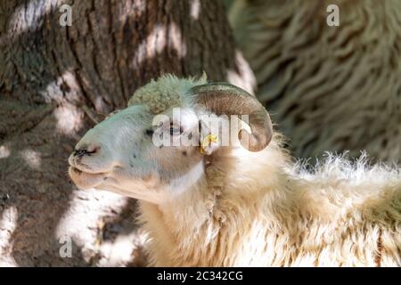 Ram o rammer, maschio della pecora Foto Stock