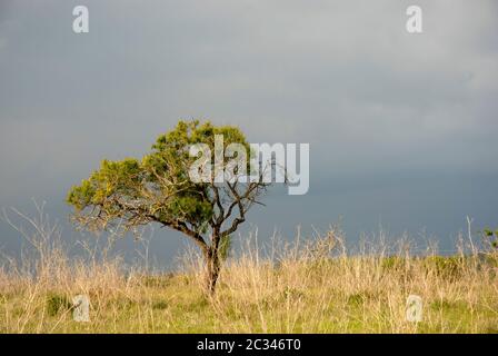 vista tipica di alentejo, nel sud del portogallo Foto Stock