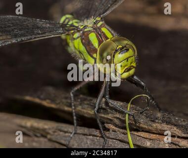 Falco blu "Aeshna cyanea" Foto Stock