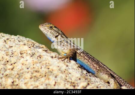 Primo piano di un Western Fence Lizard su una roccia, mostrando il suo ventre blu Foto Stock