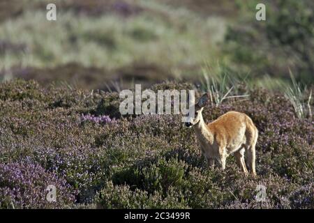 European Roe Deer doe in una brughiera Foto Stock