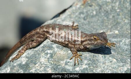 Primo piano di un Western Fence Lizard su una roccia prendere il sole Foto Stock